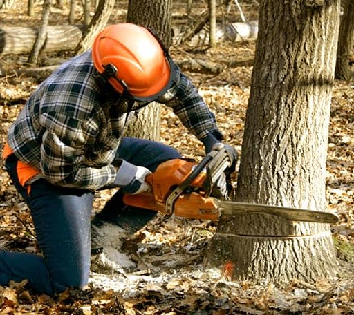 Tree Removal in Fitzpatrick, AL
